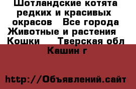 Шотландские котята редких и красивых  окрасов - Все города Животные и растения » Кошки   . Тверская обл.,Кашин г.